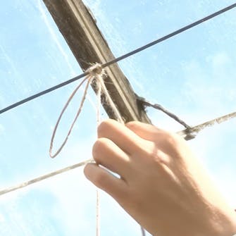 opbinding af agurker opbinding af agurker